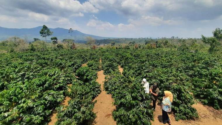 Coffee plantation, hedge-row planting system